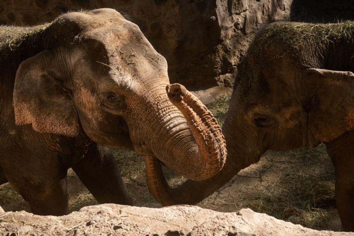 Mendoza: Trasladaran de dos elefantas del Ecoparque a un santuario brasileño