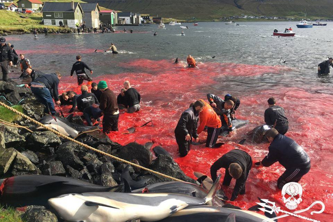 Matanza de más de 1.400 delfines en las islas Feroe causa indignación 