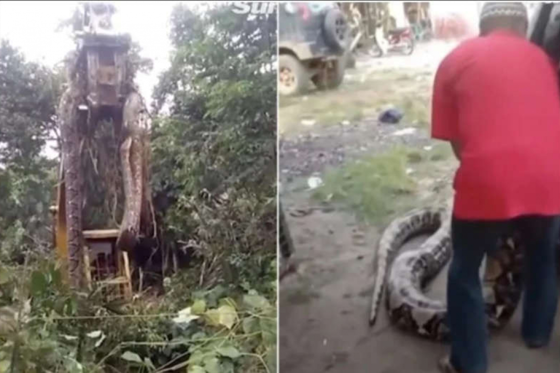 Viral: encontraron la serpiente más grande del mundo y la tuvieron que levantar con una grúa