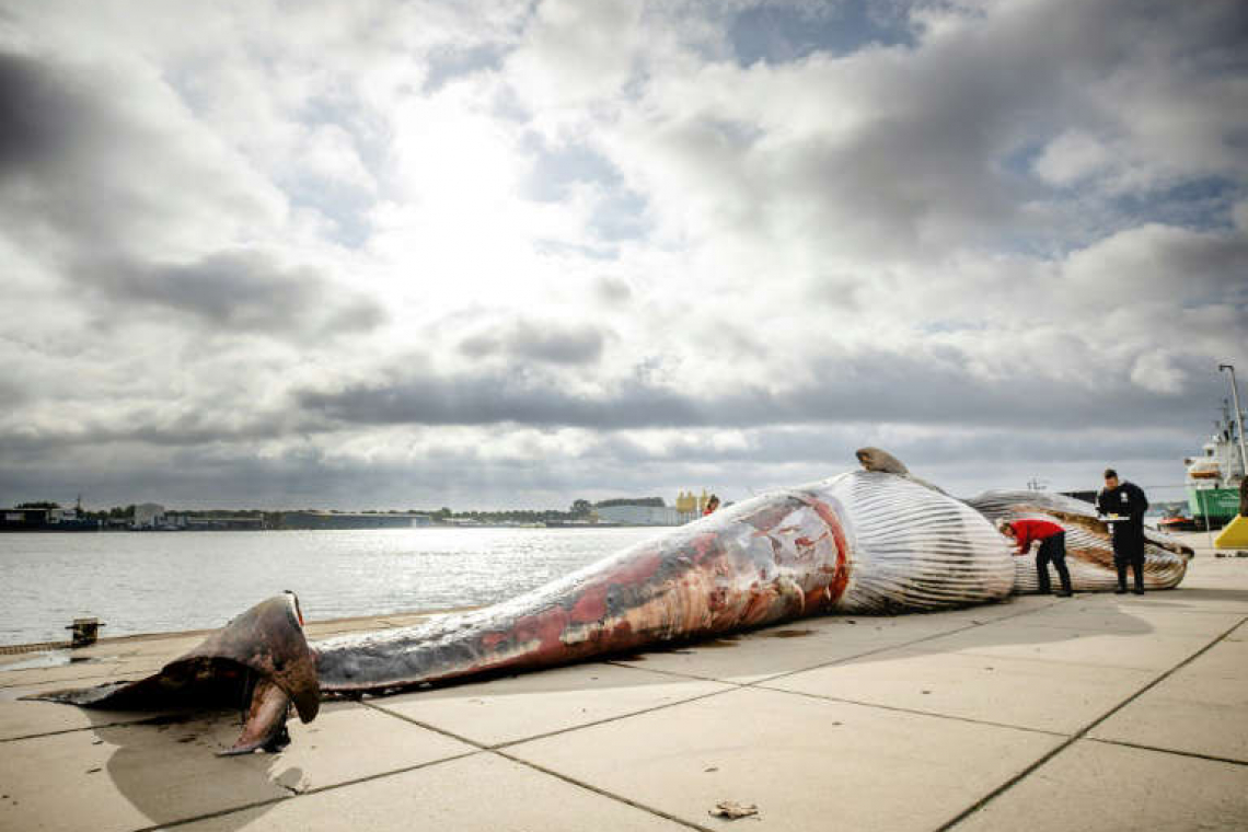 Una ballena de 19 metros encalla en el norte de Francia