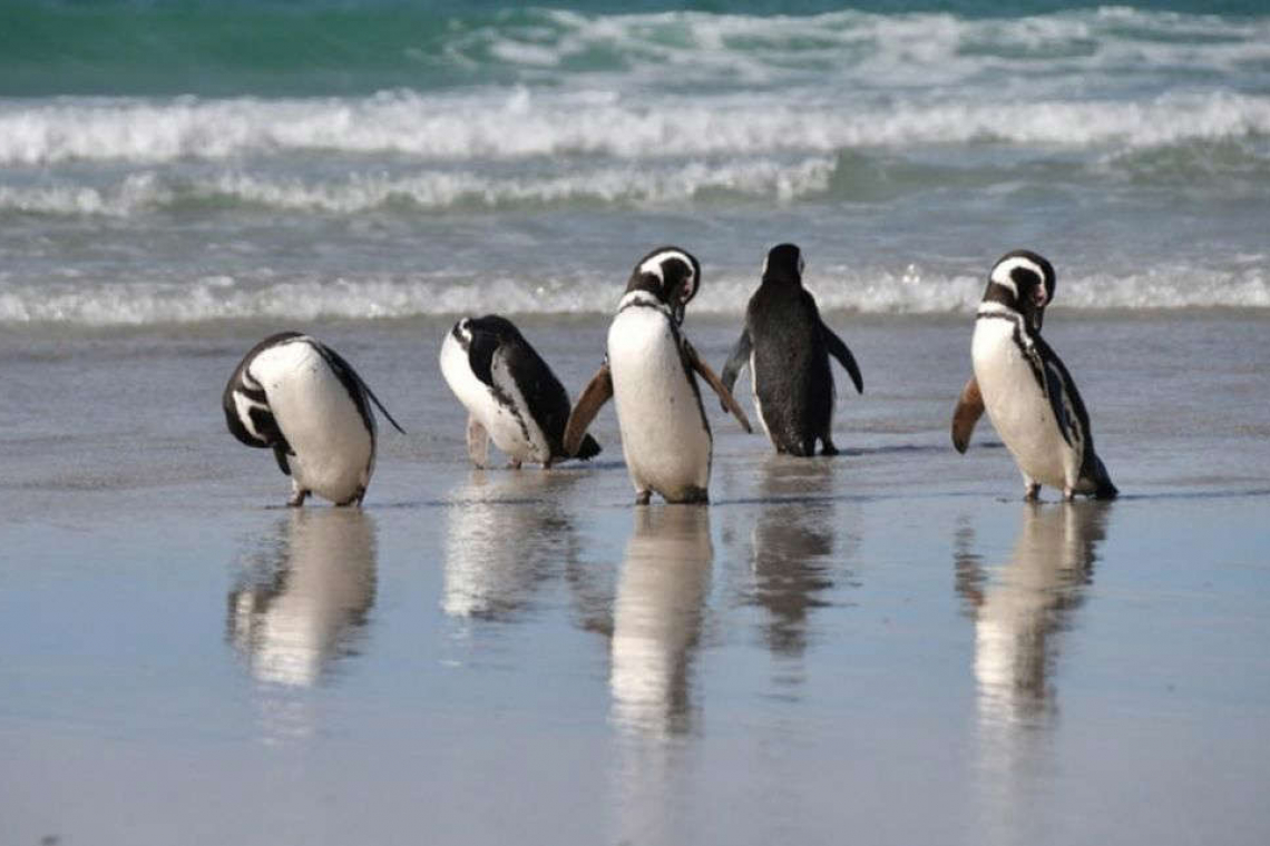 Todos los motivos detrás de las muertes de los Pingüinos en Argentina 