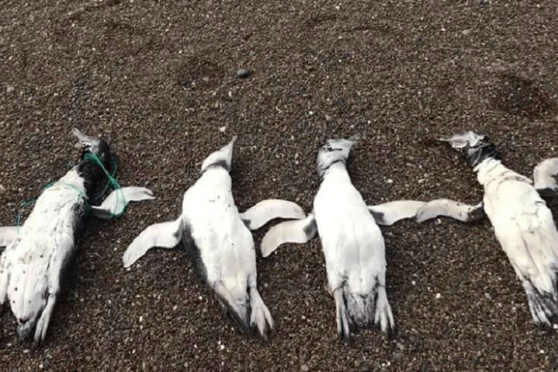 Pingüinos estrangulados en Chubut