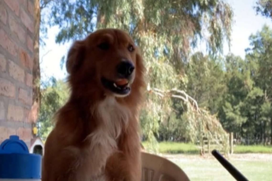 Vistieron a su perro de gaucho y el video se volvió viral: “Campero desde temprano” 