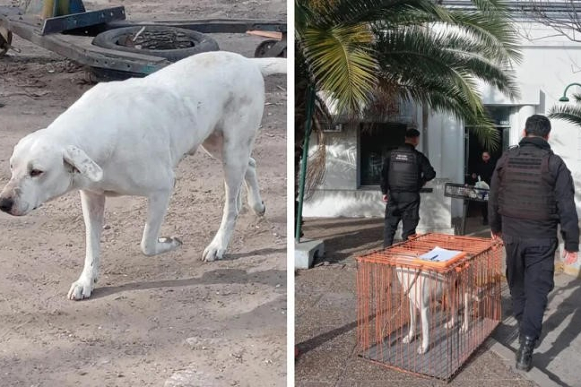 Un perro mordió a una beba en la cabeza y la dejó gravemente herida en Santa Fe 