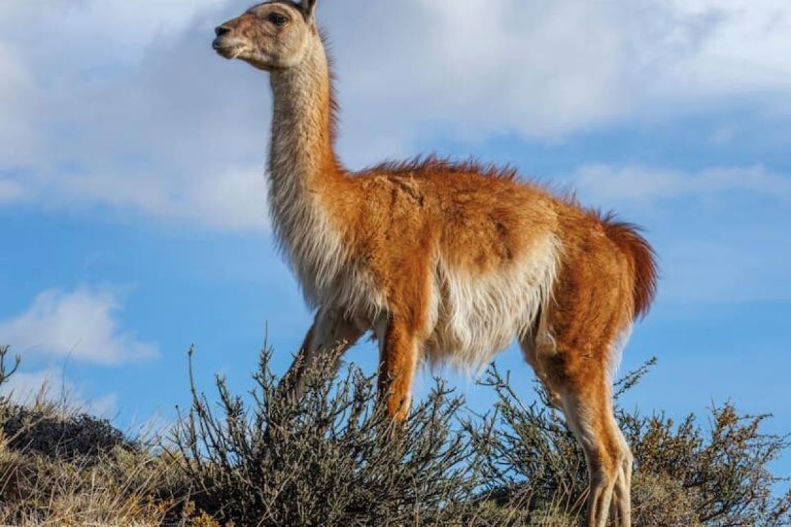 Argentina hace historia con la reaparición de un mamífero en peligro de extinción