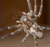 Las arañas gigantes Nosferatu se extienden en el Báltico